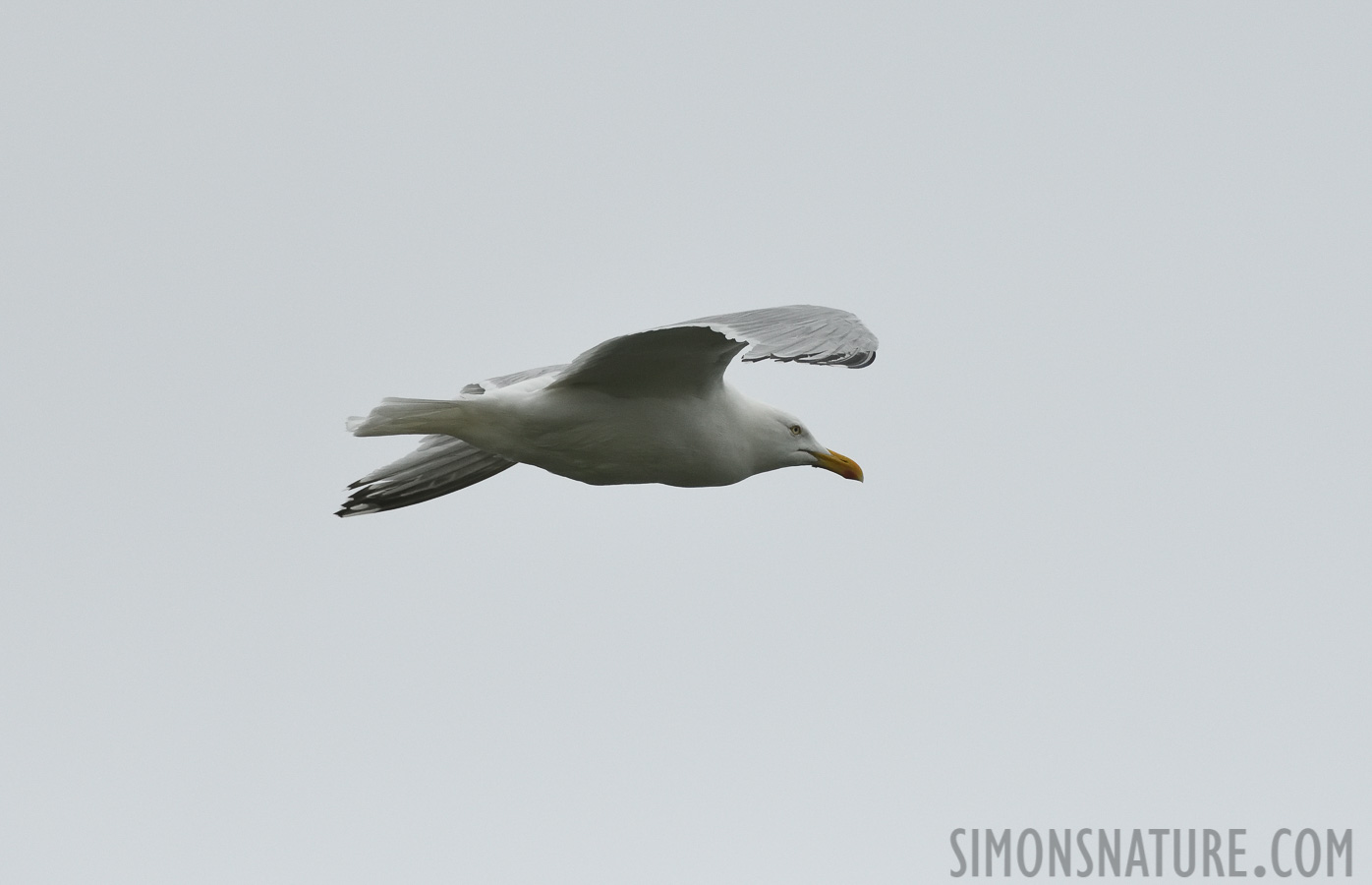 Larus glaucoides kumlieni [400 mm, 1/4000 sec at f / 8.0, ISO 1600]